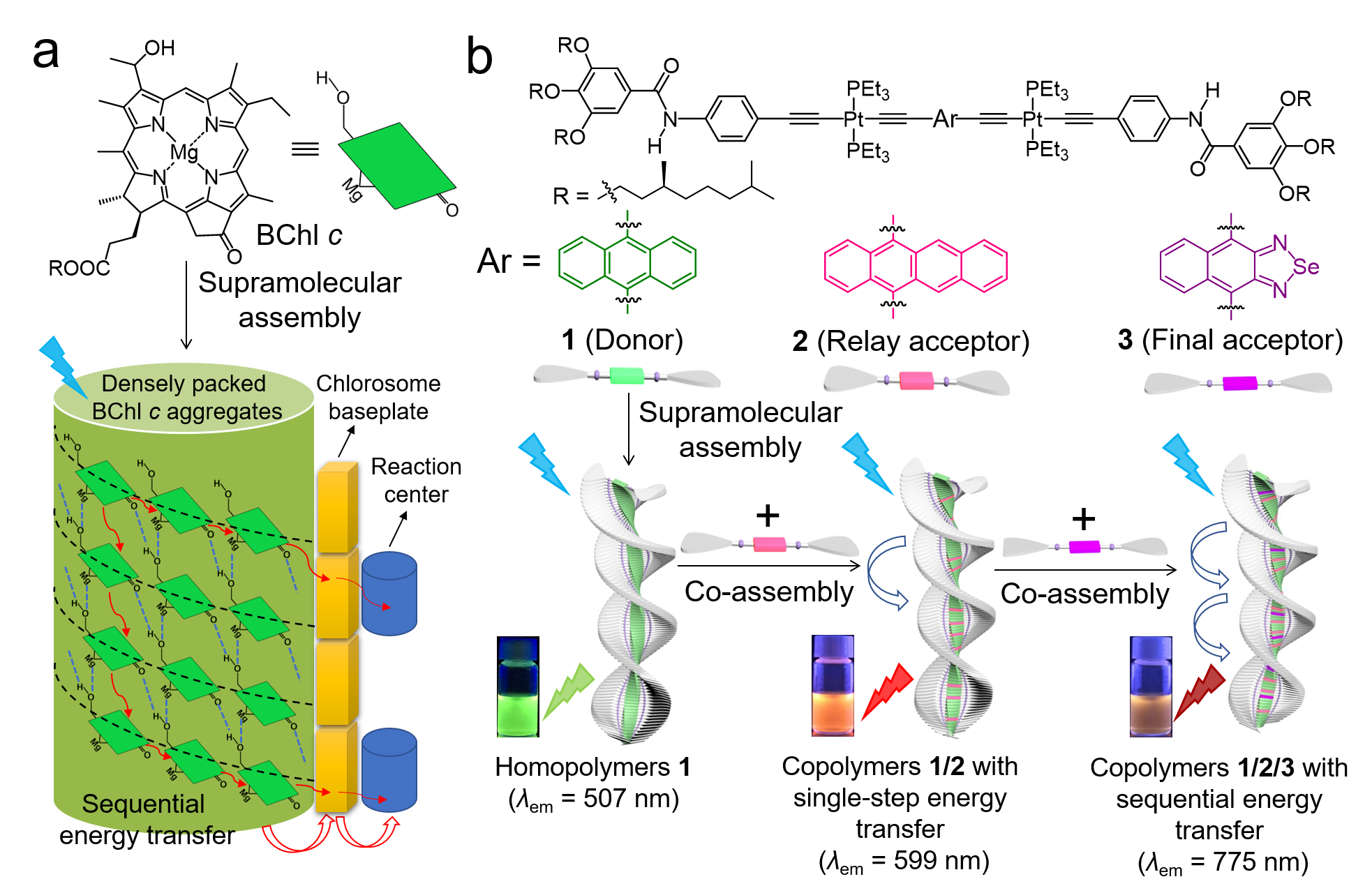 A bioinspired sequential energy transfer system constructed via